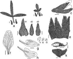 Image result for Melolobium