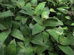 Minyak zaitun dr skinz terengganu facebook via www.facebook.com. Koleksi Viral Khasiat Pokok Telinga Kera Terutama Kepada ÙÙŠØ³Ø¨ÙˆÙƒ
