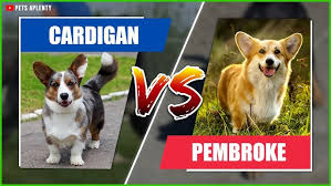 The Cardigan Welsh Corgi vs Pembroke ...