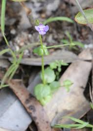 Image result for Linderniella