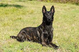 De oorsprong ligt op het platteland. Hollandse Herdershond Gelukkige Honden