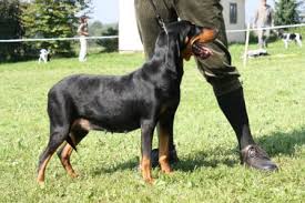 Image result for jurský honič