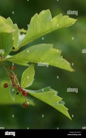 Image result for Searsia dentata