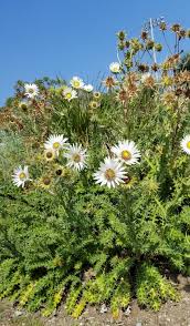 Image result for Berkheya