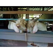 Baja tahi kambing sesuai untuk pokok apa. Buy Baja Organik Tahi Kambing 1kg Seetracker Malaysia