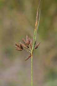 Image result for Bolboschoenus glaucus