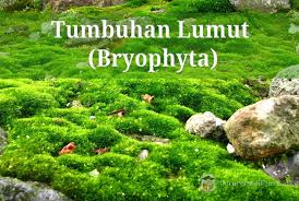 Sporofit pada tumbuhan lumut adalah generasi yang menghasilkan. Pengertian Tumbuhan Lumut Bryophyta Ciri Dan Klasifikasi