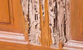 Oleh karena itu kayu ini terdapat habitat di daerah tropis, tidak hanya itu saja bahwa kayu ini memang sangat mudah diolah dan juga dimodifikasi. Rayap Musuh Utama Rumah Berbahan Kayu Basmi Sedini Mungkin