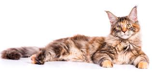 Maicon ist ein name für katze. Maine Coon Steckbrief Kolle Zoo