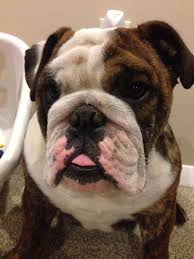 Baggy Bulldogs Looks Like My Mutsy With Images Bulldog English Bulldog Lover Bulldog Lover