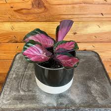 Image result for calathea