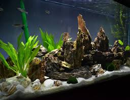 Compare to other size of aquarium, this one has a bigger size to accommodate more fishes. 100 Gallons Fish Tanks And Aquariums Ratemyfishtank Com