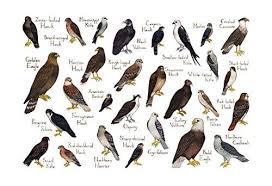 Birds Of North America Poster Amazon Raptors Hawks Falcons Etc Of North America Field Guid Https Www Amazon Com Dp B01fcnt500 Ref Cm Sw R Pi Dp X 9lo Dbvxq Bird Poster Raptors Field Guide