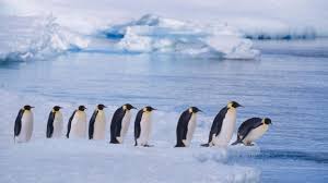 The new national geographic app now provides online and offline access to stories that reveal insights into cultures, ideas, and discoveries. National Geographic Recognizes Unique Southern Ocean As Earth S Fifth Ocean Ecowatch