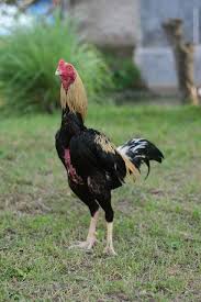 Ayam bangkok merupakan ayam aduan yang istimewa karena memiliki mental dan kemampuan agar ayam bangkok aduan memiliki stamina yang prima dan pukulan yang mematikan tentunya harus sering setelah selesai dijemur selanjutnya masukkan ayam bangkok ke dalam kandang umbaran. 7 Ciri Ayam Bangkok Siap Tempur Atau Siap Diadu