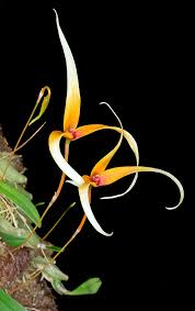 Image result for Bulbophyllum josephi