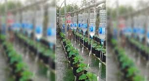 Rutinitas kerja yang melelahkan pastinya akan membuat anda mengalami jenuh. Berkebun Sayur Di Polybag Di Halaman Rumah