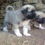 Pin By Mert Karabulut On Kangal Yavrusu Satisi Ve Fiyatlari Dogs Animals