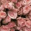 Flowers are a most beautiful thing of this world and there are so many kinds of flowers. Https Encrypted Tbn0 Gstatic Com Images Q Tbn And9gcq0ehvcewvk0333hblwrpypigz8qqknaiwpfj4dkmfcbjitimkn Usqp Cau
