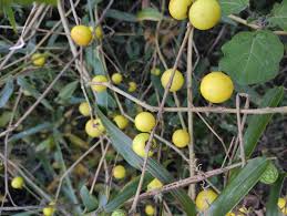 Image result for Solanum aculeatissimum