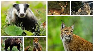 Vezi cât eşti de informat cu ajutorul acestor 27 de întrebări, clasificate pe vă propunem un test de cultură generală despre istoria româniei. Intrebari De Cultura Generala Despre Animale Kidibot BÄƒtÄƒliile CunoaÈ™terii