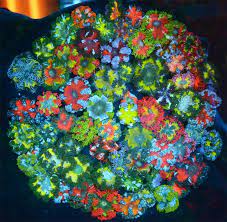 Rock Flower Anemone Sea Flowers Ocean Animals Sea Creatures