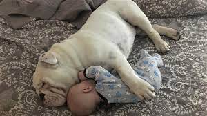 Funny English Bulldog Playing With Babies Dog Loves Baby Compilation Youtube