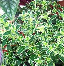 Serissa foetida bonsai (snow rose). Room Plants Snow Rose Serissa Foetida Tree Photo Cultivation And Maintenance Planting And Watering Characteristics And Description Seeds