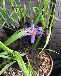 Image result for Xerophyta pauciramosa