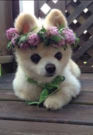 Pin By Yara Cfuegos On For The Dogs Cute Animals Cute Baby Animals Cute Dogs