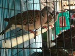 Perbedaan ciri ciri tekukur jantan dan tekukur betina youtube . Burung Derkuku Habitat Ciri Makanan Dan Mitos Yang Beredar