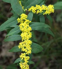 Image result for Solidago