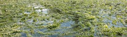 Image result for Hydrilla
