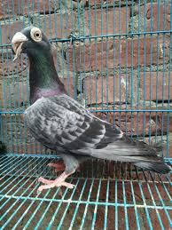 Pin De Aldair Bento Em Fancy Pigeons Aves Belas Aves
