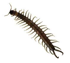 Before we dive into the details, it is important to. How To Naturally Get Rid Of Centipedes Ehow Centipede Insect Spray Garden Pests