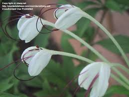 Image result for Rotheca wildii