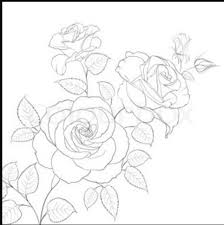 Simple Roses Drawing Rose Outline Flower Drawing