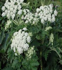 Image result for Heracleum