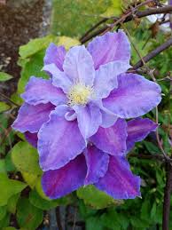 Image result for Clematis recta atropurpurea