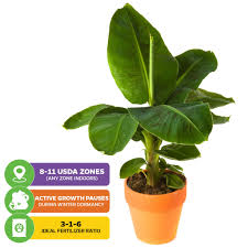 Image result for Musa Cavendish