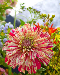 Pin On Zinnias
