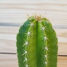 Image result for Neoboutonia