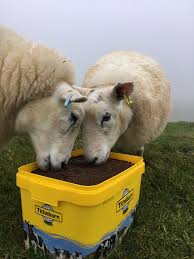 Enjoying A Lick Together Training Kit Baby Goats Sheep