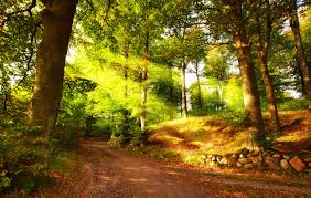 Get here aesthetic yellow background laptop wallpaper. Summer Forest Wallpapers Top Free Summer Forest Backgrounds Wallpaperaccess