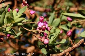 Image result for Securidaca longepedunculata