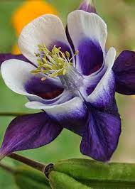 Aquilegia Gardens Click Beautiful Flowers Amazing Flowers Pretty Flowers