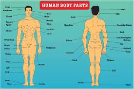 Apr 09, 2014 · human body parts list. Human Body Parts Name With Image Poster Vector Image Color Multicolor 12 18 Inch Hd Poster Paper Print Educational Quotes Motivation Maps Animation Cartoons Art Paintings Posters In India Buy