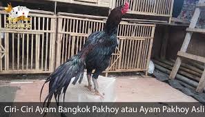 Ciri Ciri Ayam Bangkok Pakhoy Atau Ayam Pakhoy Asli Ayam Bangkok Asli