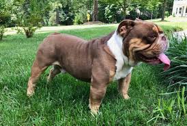 Rio bravo s reese buttercup chocolate tri olde english bulldogge. Home