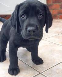 Comment Bien Eduquer Son Chiot Pas A Pas Mois Par Mois Vous Souhaitez Bien Dresser Votre Berger Allemand Labrador Retriever Black Lab Puppies Labrador Puppy